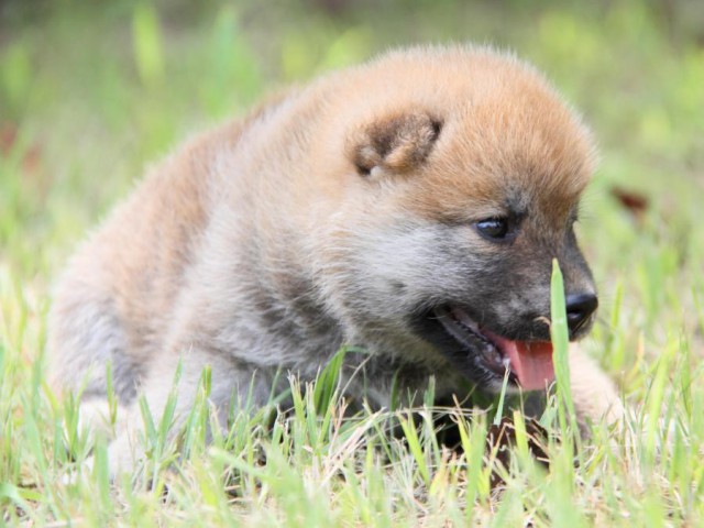 IMG_1570-shibainu-puppy