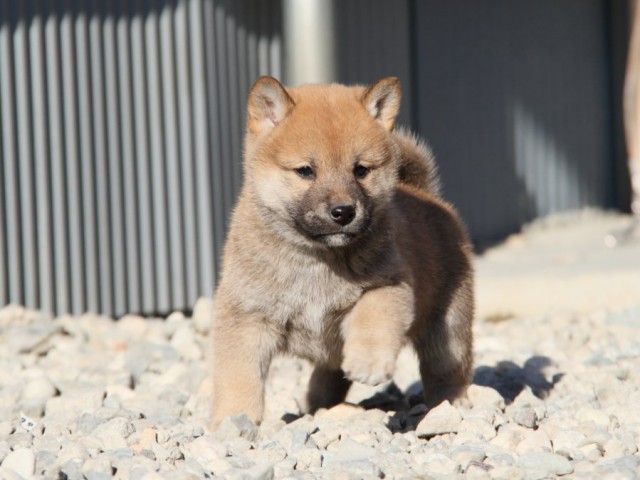 IMG_1589-shibainu-koinu