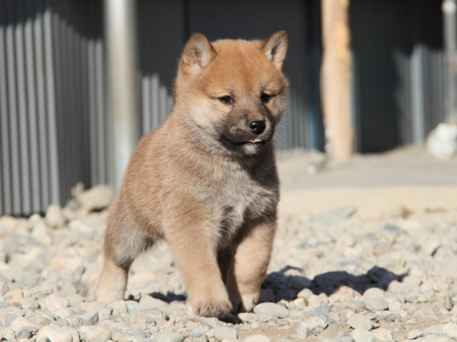 IMG_1592-shibainu-koinu