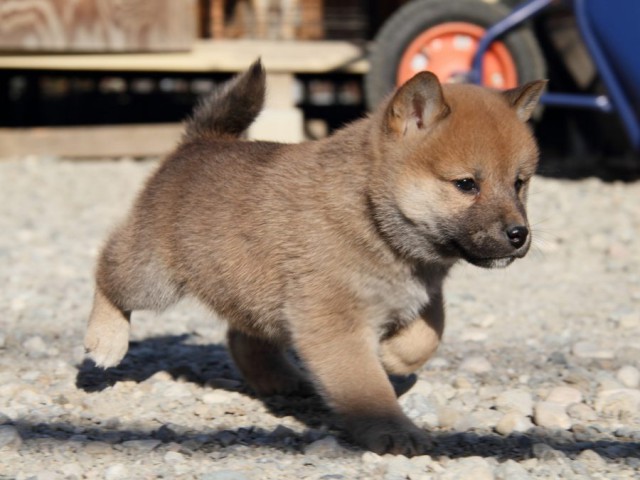 IMG_1607-shibainu-koinu