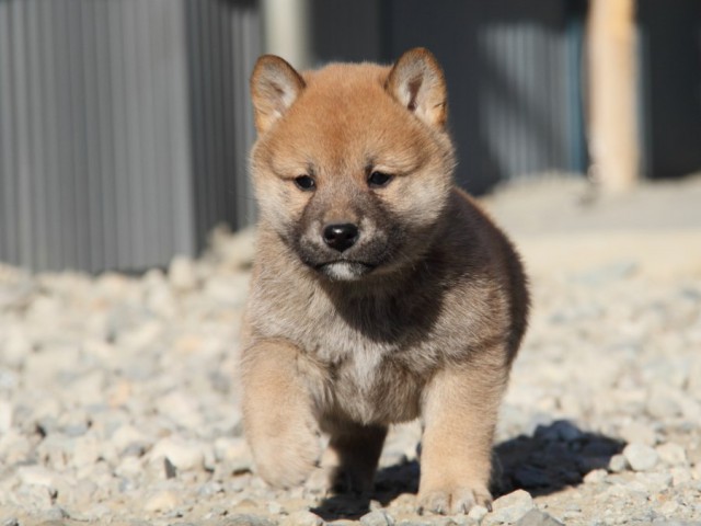 IMG_1620-shibainu-koinu