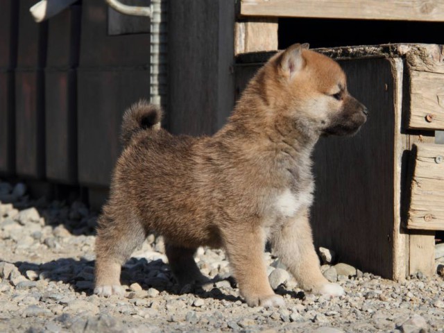 IMG_1674-shibainu-koinu