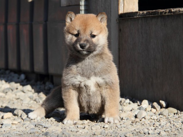 IMG_1684-shibainu-koinu