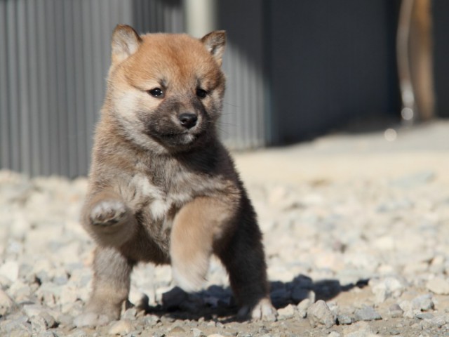 IMG_1710-shibainu-koinu