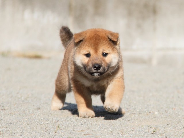 IMG_1720-shibainu-koinu