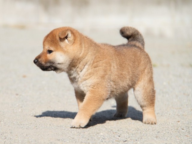 IMG_1739-shibainu-koinu