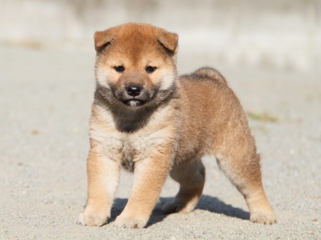 IMG_1744-shibainu-koinu