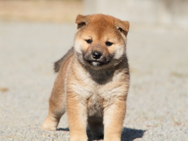 IMG_1752-shibainu-koinu