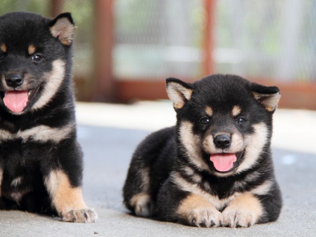 IMG_1754-shibainu-puppy