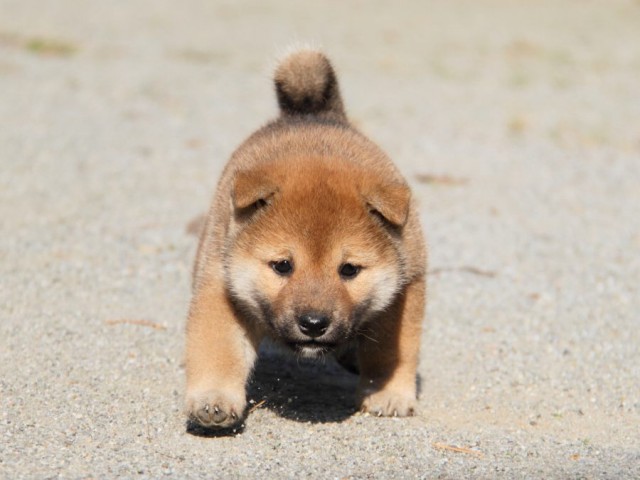 IMG_1755-shibainu-koinu