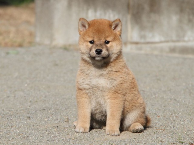 IMG_1777-shibainu-koinu