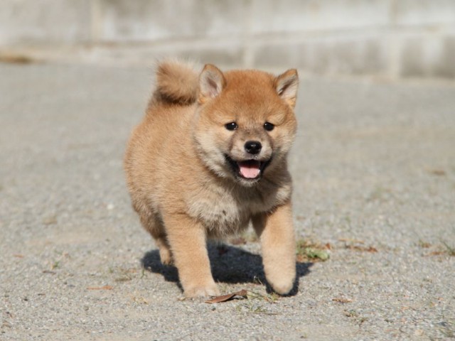 IMG_1779-shibainu-koinu