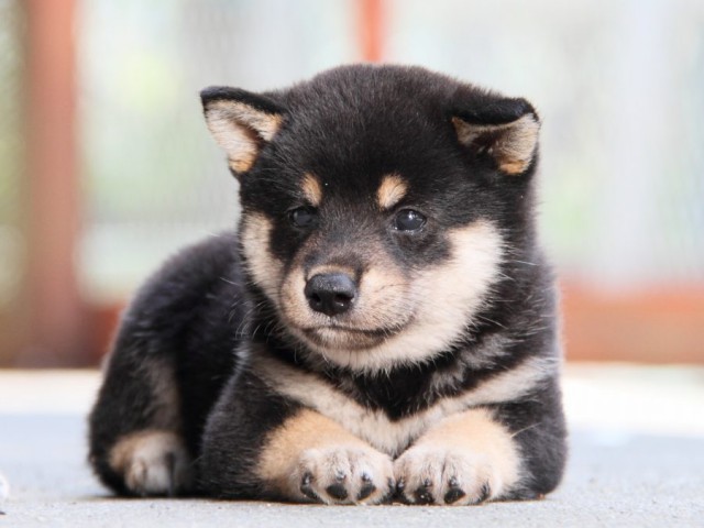 IMG_1786-shibainu-puppy