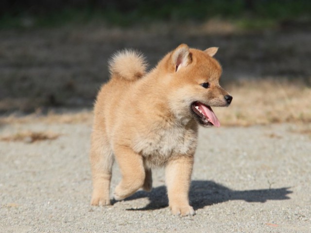 IMG_1803-shibainu-koinu