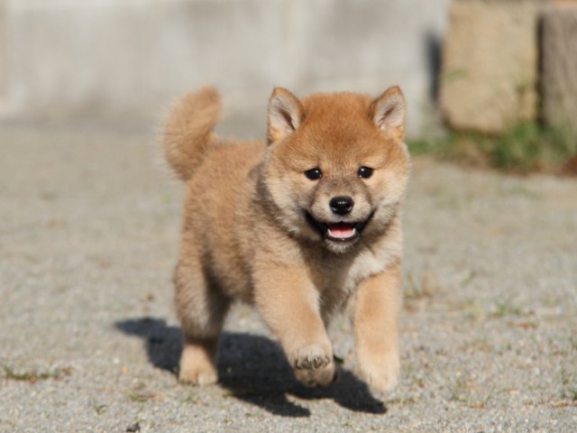 IMG_1821-shibainu-koinu