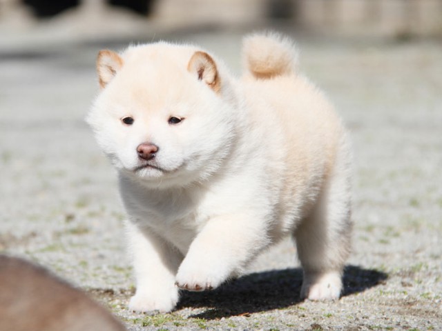 IMG_1925shibainu