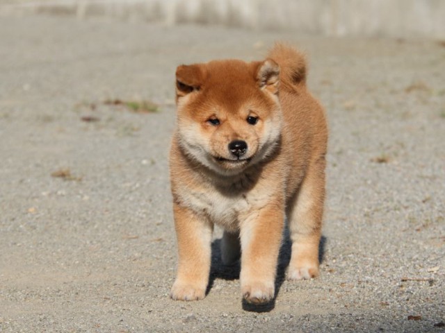 IMG_1935-shibainu-koinu