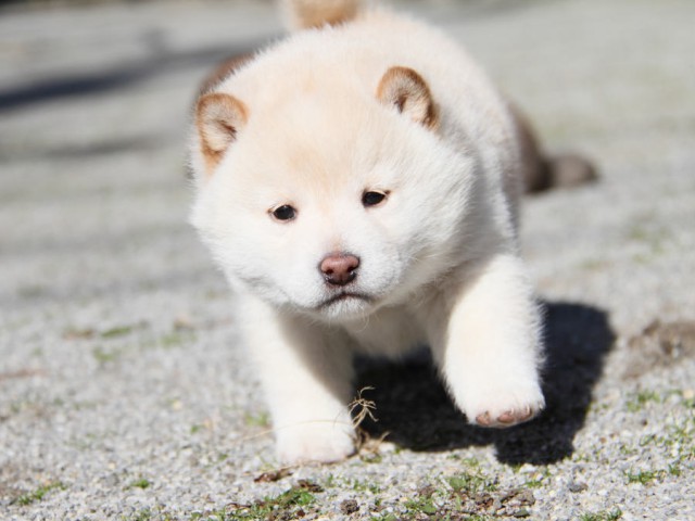 IMG_1939shibainu