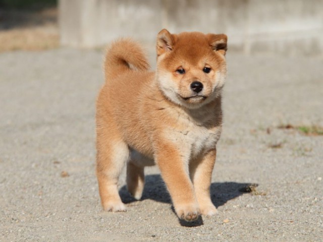 IMG_1951-shibainu-koinu