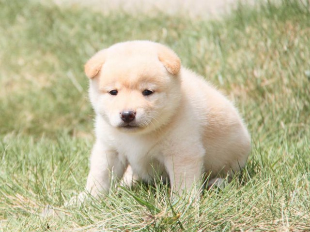 IMG_1970-shibainu-puppy