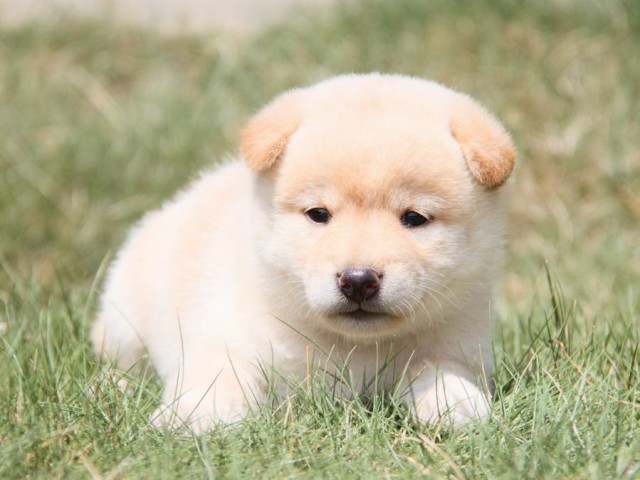 IMG_2004-shibainu-puppy