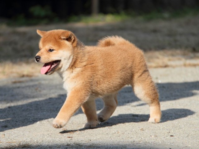 IMG_2020-shibainu-koinu