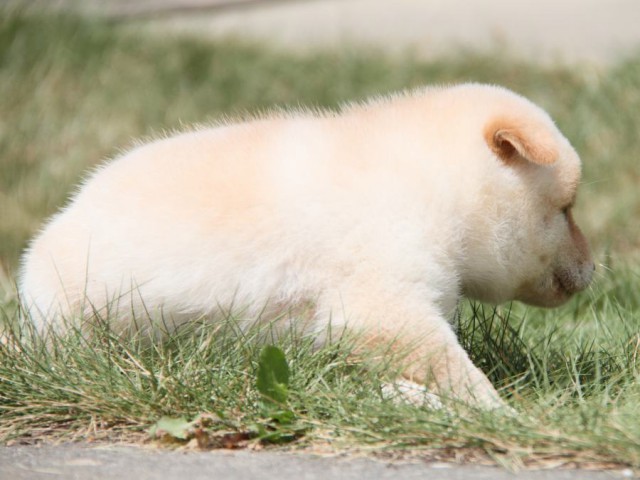 IMG_2033-shibainu-puppy