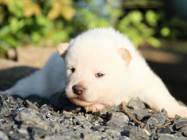 IMG_2095shibainu-puppy-shibainu Puppy