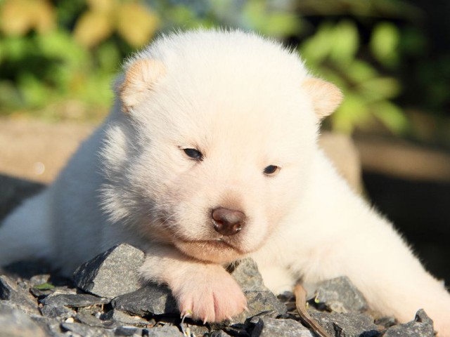 IMG_2100shibainu-puppy-shibainu Puppy