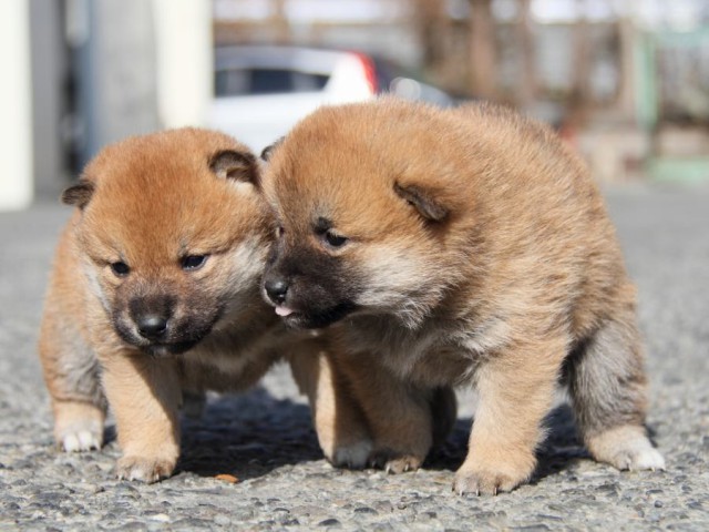 IMG_2107-shibainu-koinu