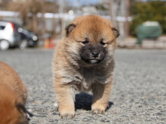 IMG_2117-shibainu-koinu