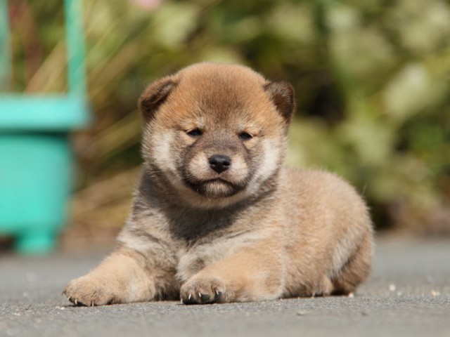 IMG_2117-shibainu-koinu