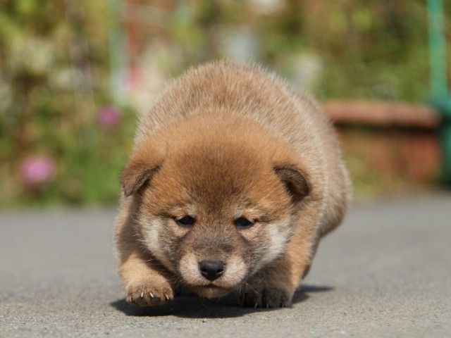 IMG_2121-shibainu-koinu