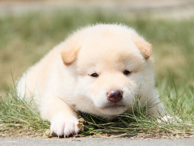 IMG_2127-shibainu-puppy