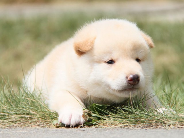 IMG_2128-shibainu-puppy