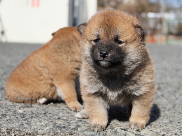 IMG_2134-shibainu-koinu