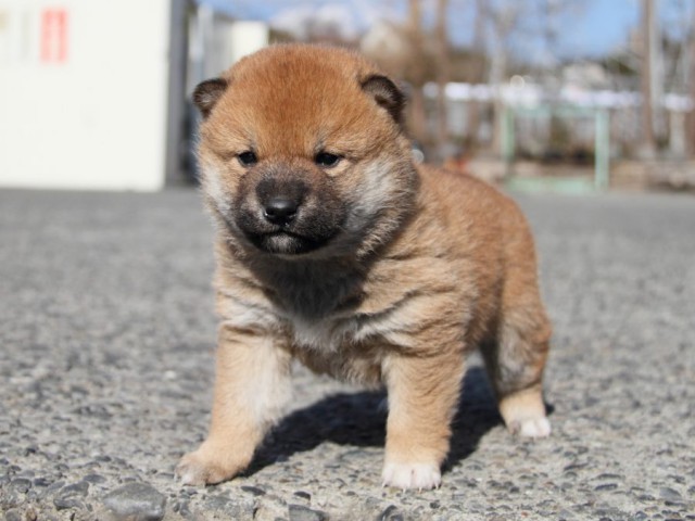 IMG_2168-shibainu-koinu