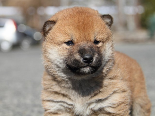 IMG_2174-shibainu-koinu