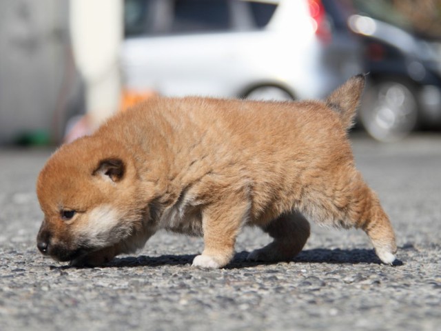 IMG_2193-shibainu-koinu