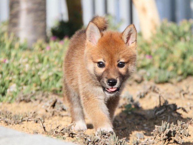 IMG_2207-shibainu-puppy