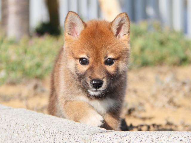 IMG_2221-shibainu-puppy