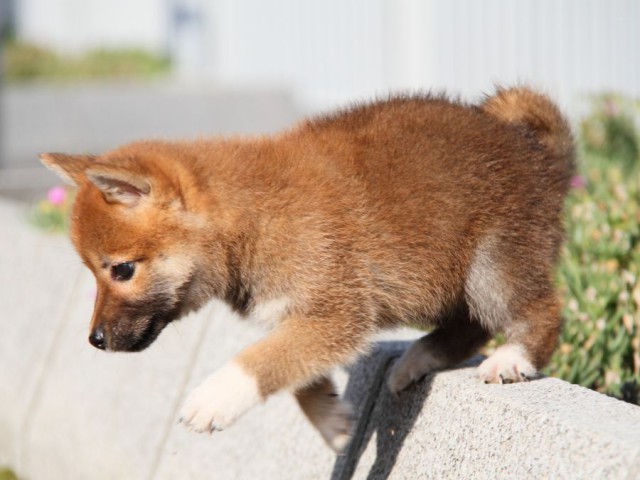 IMG_2253-shibainu-puppy