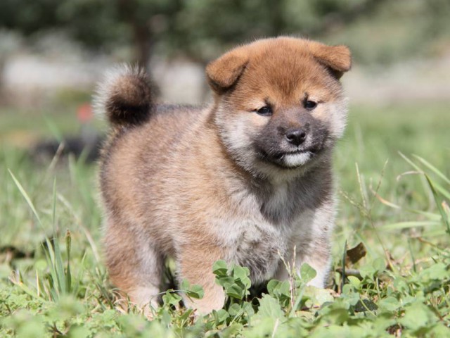 IMG_2263-shibainu-koinu