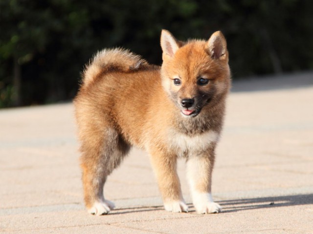 IMG_2274-shibainu-puppy