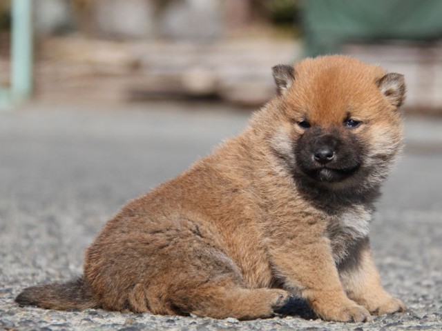 IMG_2278-shibainu-koinu