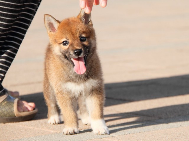 IMG_2305-shibainu-puppy