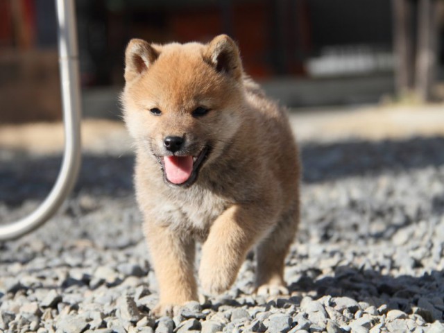 IMG_2330-shibainu-koinu