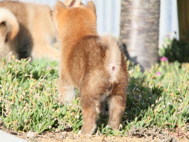 IMG_2340-shibainu-puppy