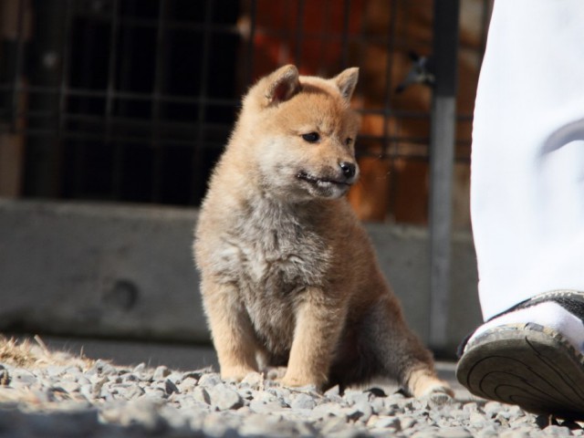 IMG_2346-shibainu-koinu