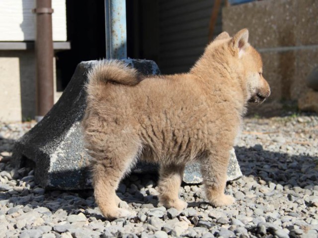 IMG_2393-shibainu-koinu